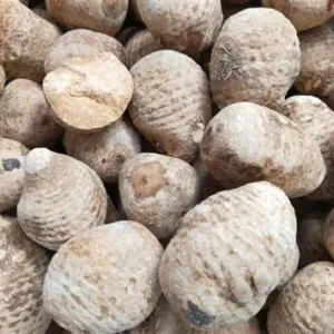 泽泻：（ Alisma Rhizome ）