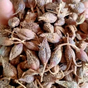 连翘：（Forsythia）