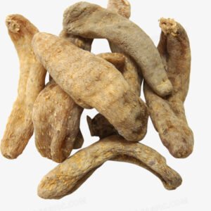 天麻（ Gastrodia elata）