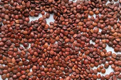 酸枣仁：（Jujube Seed ）