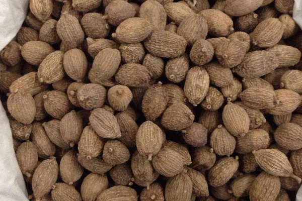 砂仁（Villous Amomum Fruit）