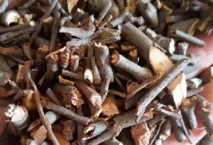 桑寄生（Chinese Taxillus）