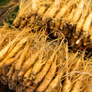 人参（Ginseng）