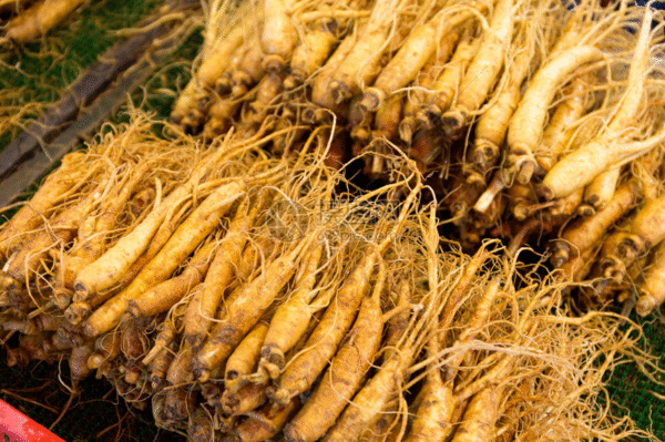 人参（Ginseng）