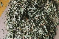 赶黄草花（ Penthorum chinense Pursh）